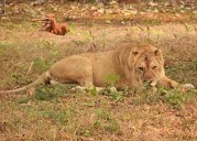 Gujarat: Lioness drowns in Junagadh canal