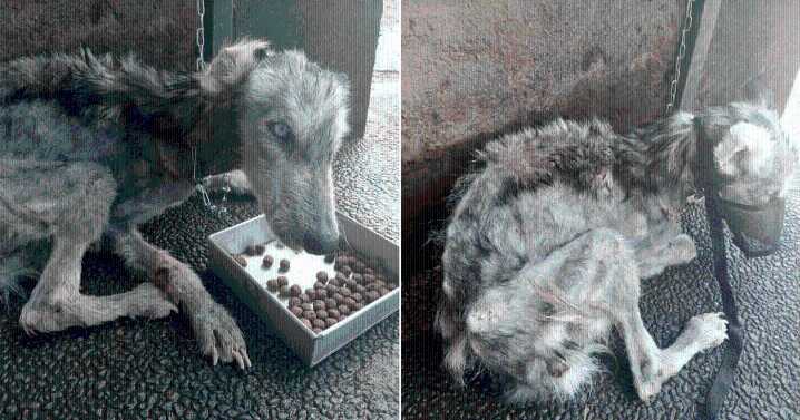 Skeletal Mama Dog Rescued from Brink of Death and Now She's Unrecognizable