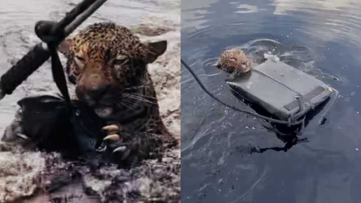 Jaguar herido fue rescatado en un río tras recibir múltiples disparos: video conmovedor