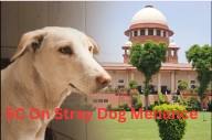 SC Slams States for ‘Stray Dog Menace’ Inaction, Directs Chief Secretaries to Appear