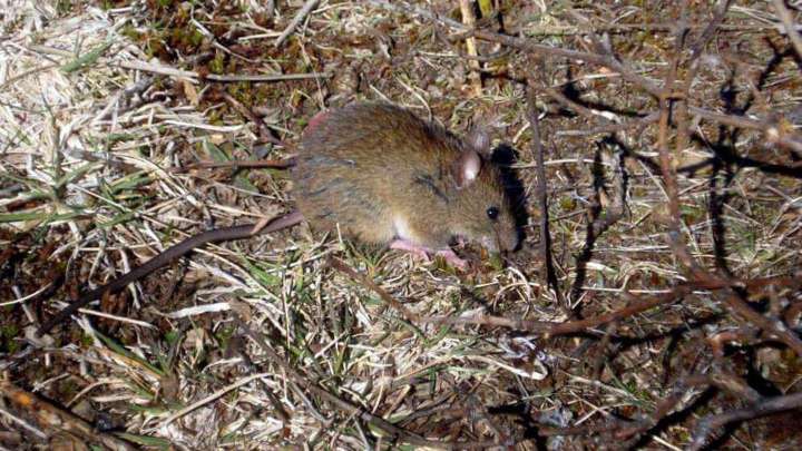 Confirman el fallecimiento de un joven por hantavirus en el norte provincial