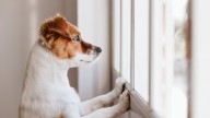 Qué siente tu perro cuando lo dejás solo, según expertos