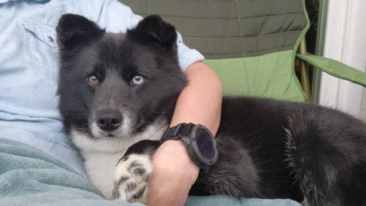 California Owner’s Joy Turns To Shock When DNA Test Reveals Surprising Border Collie Puppy Origin