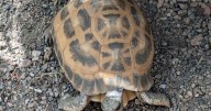 Search on for 2 endangered tortoises stolen from zoo