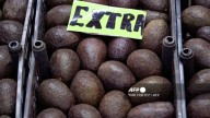 Agricultura descarta existencia de barrenador en aguacate mexicano