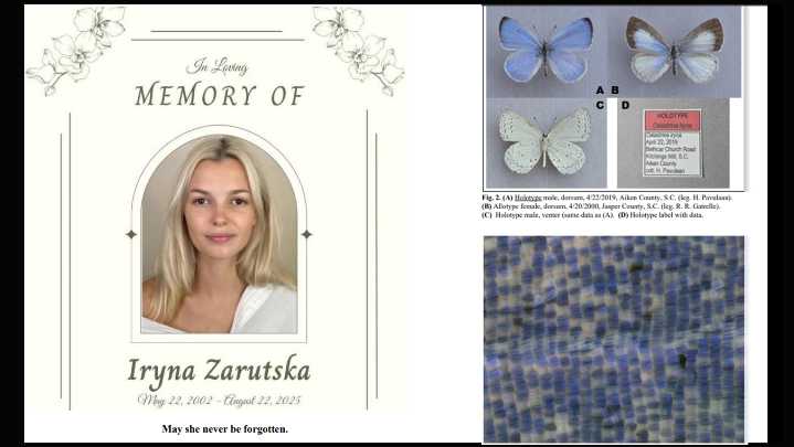 Newly Discovered Blue Butterfly Named in Honor of Charlotte Light Rail Victim Iryna Zarutska