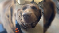 Oklahoma Pup Begs To Keep Playing Outside Even After His Face Freezes Over
