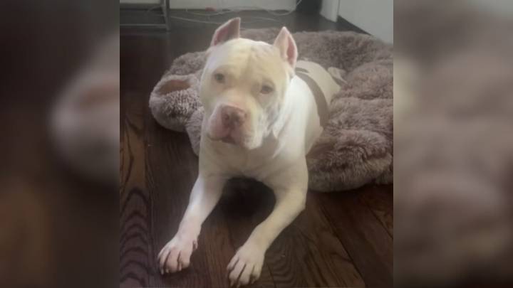 Georgia Dog Tied To Tree Is Finally Rescued, But His Trauma Breaks Everyone’s Heart