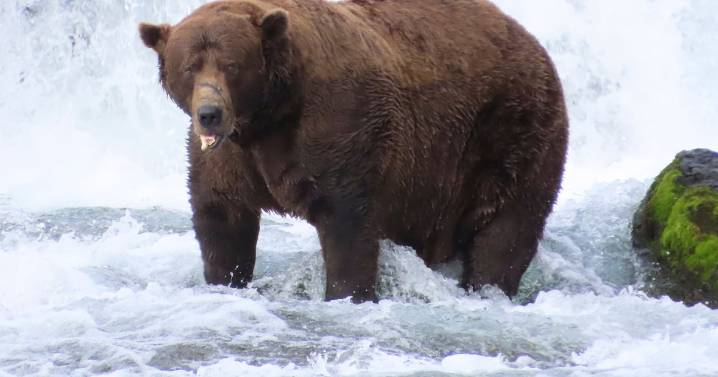 Fat Bear Week 2025 winner announced: Chunk