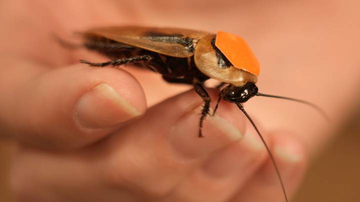 These common winter bugs could move into your GA home as it gets cooler