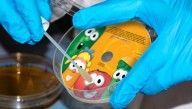 Massive Recall On VeggieTales Merchandise After E. Coli Outbreak