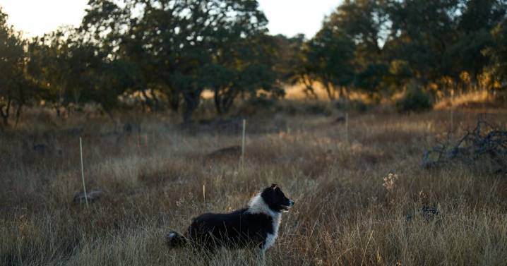 African migrants learn shepherding in Spain, in photos