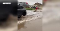 Family embraces flooding from rainstorm by backyard wakesurfing