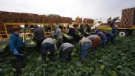 Trabajadores agrícolas alertan sobre recorte salarial impulsado
