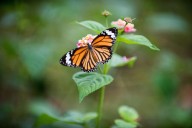 Monarch Butterfly Gets Wing Transplant at NY Nature Center
