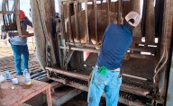 Eficaz, antiparasitario contra gusano barrenador en NL: Agricultura