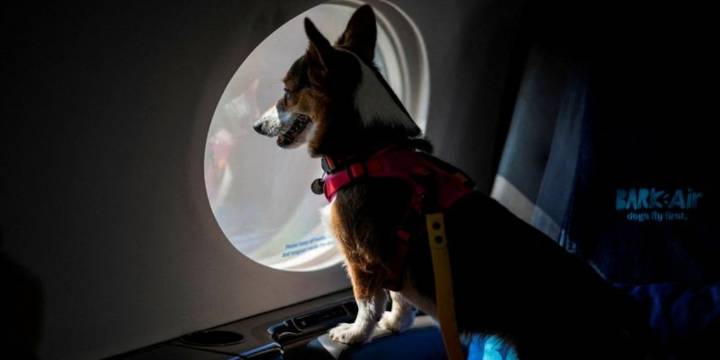 Estos son los requisitos para viajar con mascotas en cabina según la Aerocivil