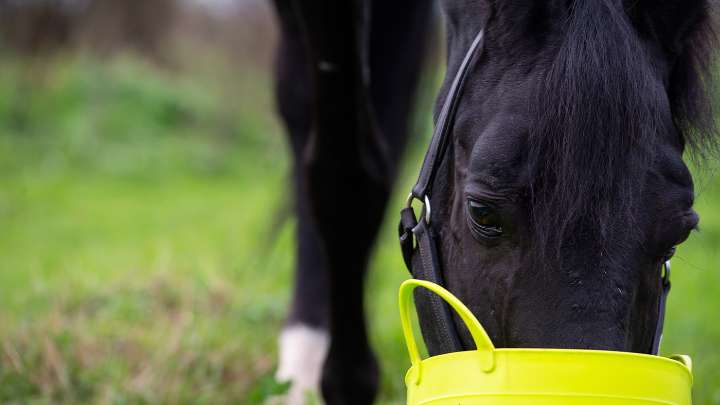Best feeds for horses with ulcers from balancers to mashes