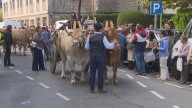 Falece a muller alcanzada por unha vaca no desfile de gando do San Froilán