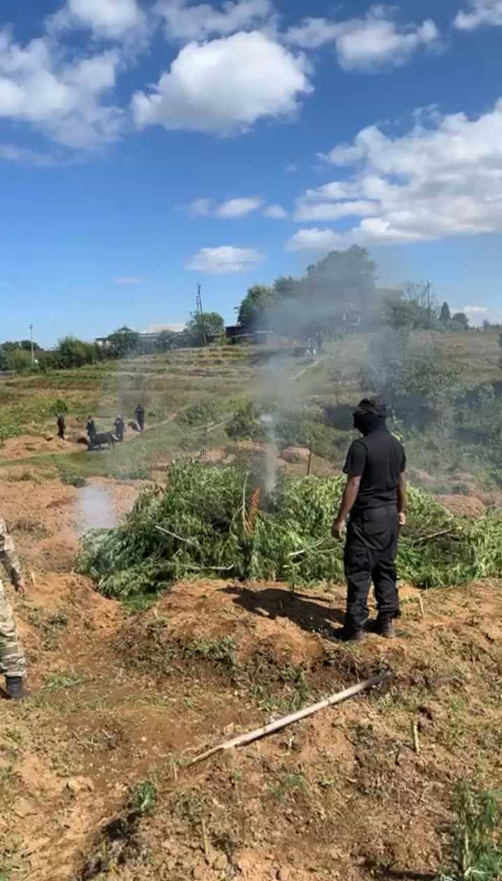 10 tonnes of illegally cultivated Ganja destroyed in Sohiong Operation
