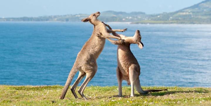 Australia sues Microsoft for misleading Microsoft 365 users • The Register