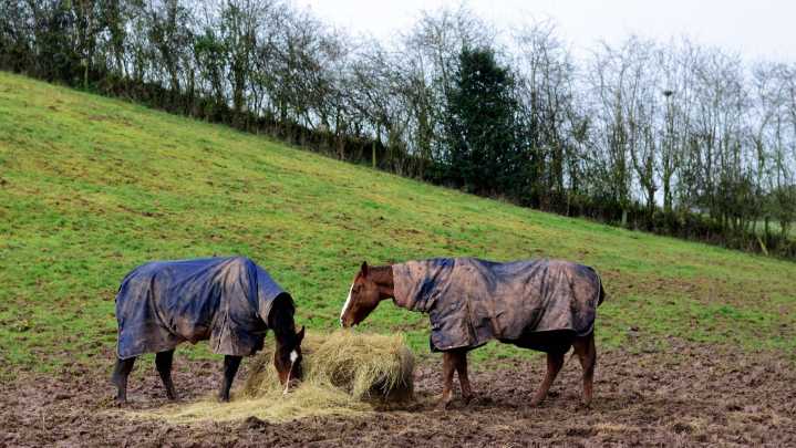 Winter equine illnesses and how to deal with them
