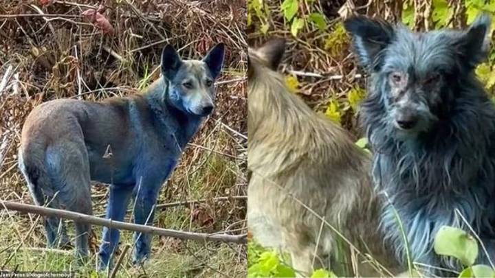 Mystery Sparks As Abandoned Chernobyl Dogs Near Nuclear Power Plant Turn Bright Blue; Visuals Inside