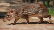 Tepezcuintle: majestuoso roedor de la selva neotropical