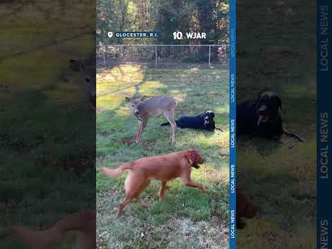 Deer plays with dogs in backyard