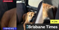 WA news LIVE: WA family heartbroken after dog stabbed to death at park
