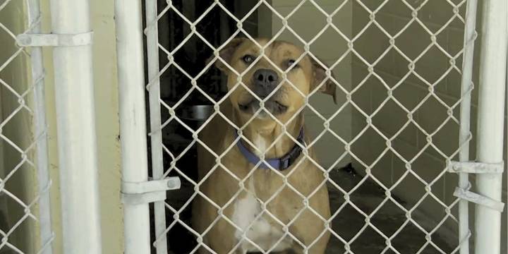 Levy County Animal Services hires first full-time veterinarian in more than 2 years
