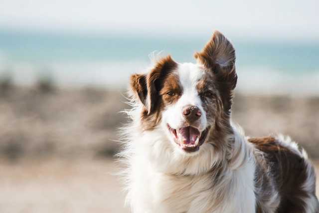 ¿Podrían los perros hablar algún día? La ciencia examina lo impensable