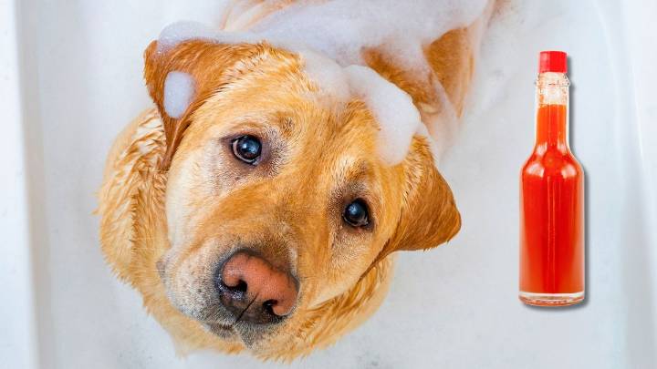 Por qué hay que usar un chorrito de vinagre para bañar al perro: ¿qué significa?