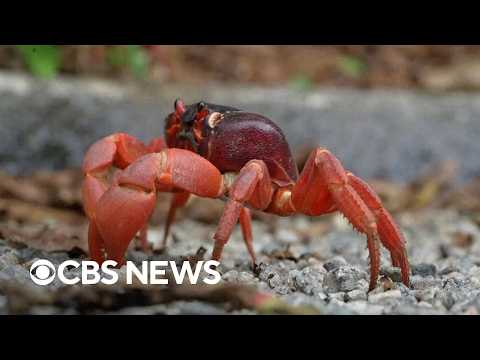Watch the Christmas Island red crab migration