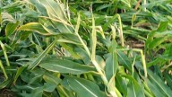 Heavy rains damage maize and paddy stocks in Warangal, Khammam