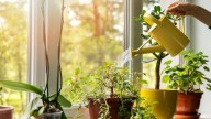 Consejos esenciales para proteger tus plantas del calor extremo