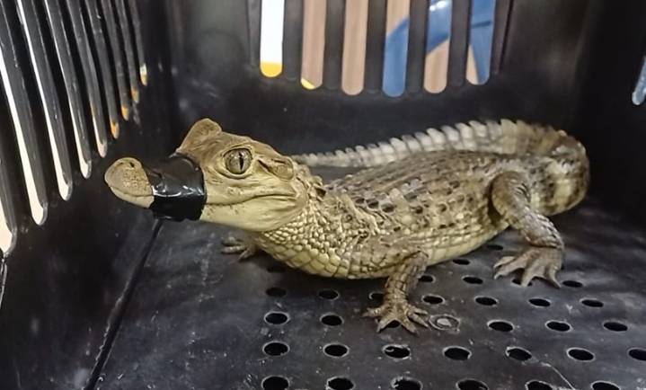 Rescatan babilla que era mantenida por traficantes de fauna silvestre en una vivienda de Soacha