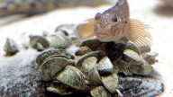 Which invasive species lurk in the Erie Canal's dark waters?