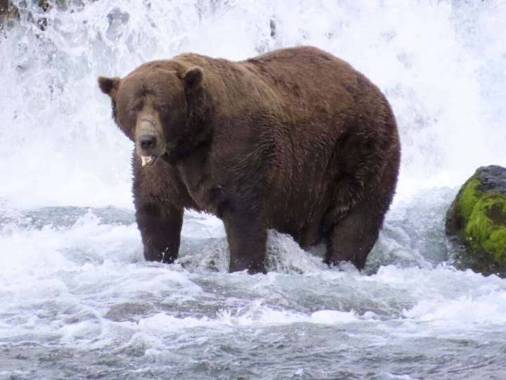 Meet this year’s Fat Bear contest winner