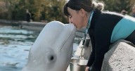'We need to get them out': Beluga trainer fired by Marineland speaks out