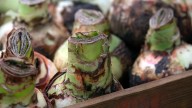 The Bulb You Can Plant In The Fall For Beautiful Red Blooms For The Holidays