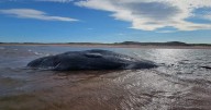 Probe underway into how 3 sperm whales washed ashore in P.E.I.