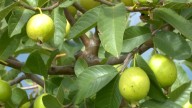 Buscan que Guayaba de Calvillo obtenga «Indicación Geográfica» del IMPI