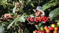 Busca Nayarit la denominación de origen para su café