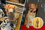 Indy, el perro de “Good Boy”, pide a la Academia que los Oscar incluyan una categoría para actores animales