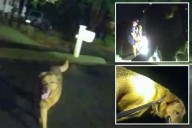 Dutiful dog leads police to owner's missing mother: video