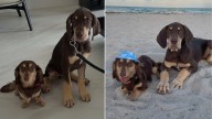 Dachshund From Florida Adopts New Puppy Brother, Then Learns A Big Surprise Awaits