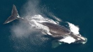 One of the world's rarest whales that makes the Atlantic its home grows in population