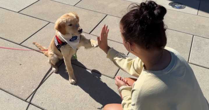 UK students train service dogs for children, veterans though "UK 4 Paws" program