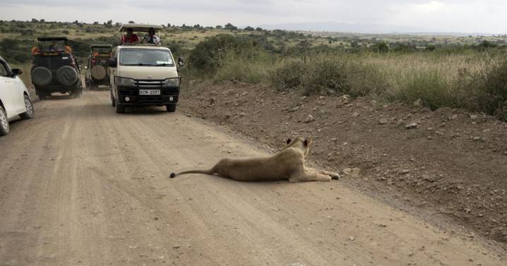 He lives alongside lions in Nairobi. The human-wildlife collision is dazzling — and dangerous